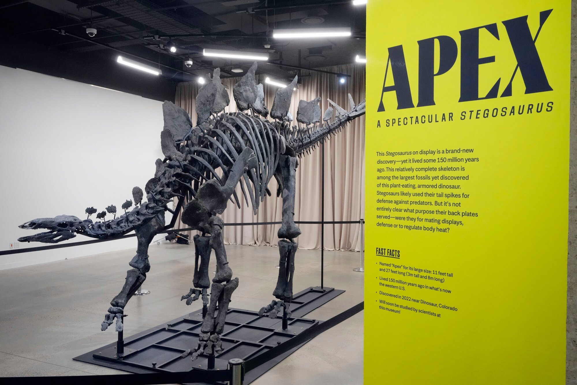 Apex the $45M stegosaurus is on display in New York. Here's what ...