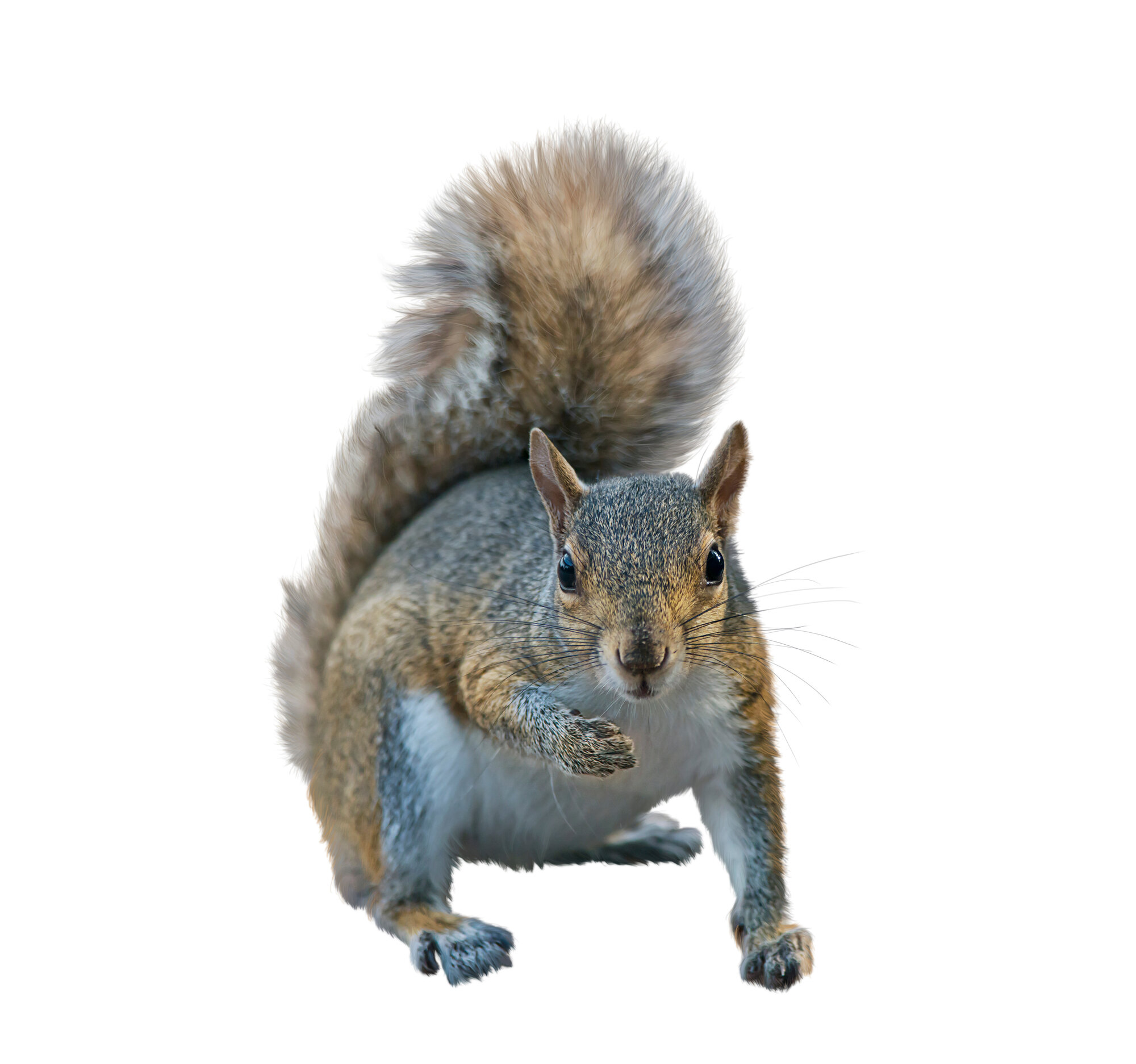 Love them or hate them Squirrel Appreciation Day is coming up The