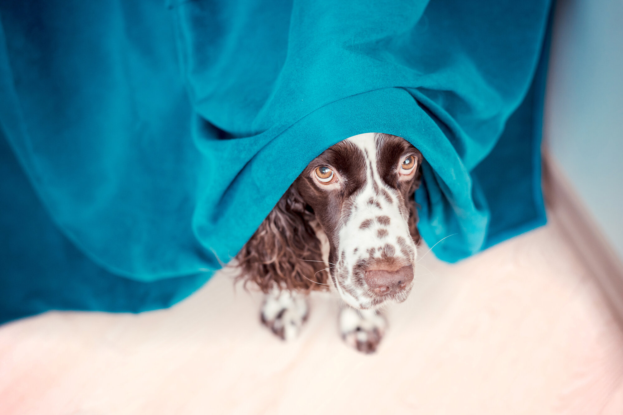 In stressful times, our anxiety can rub off on our pets