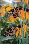 Monarch butterflies are in trouble; here's how you can help - The